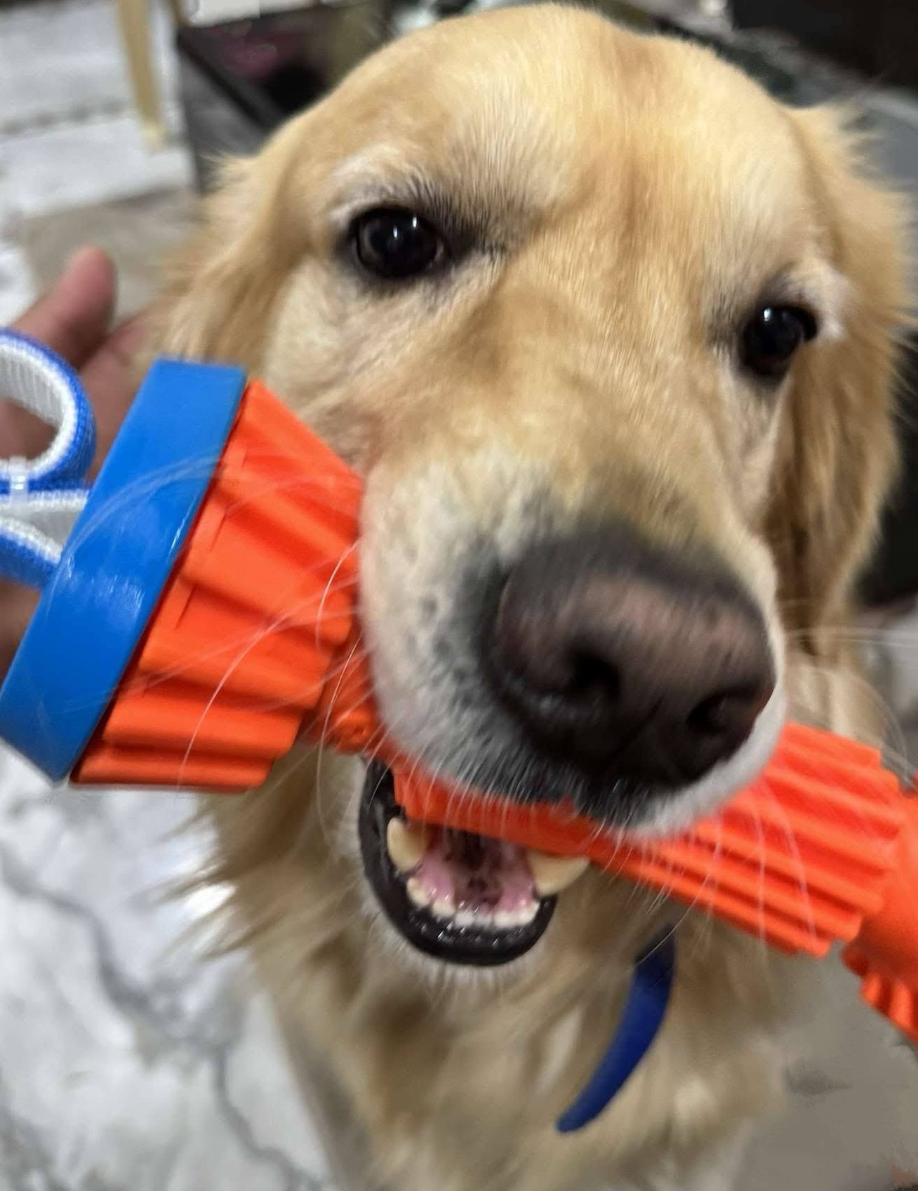 Dog